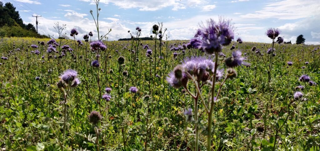 Phacelia in a cover crop