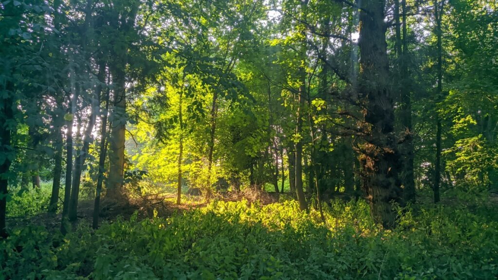 Woodland at Deepdale Farm