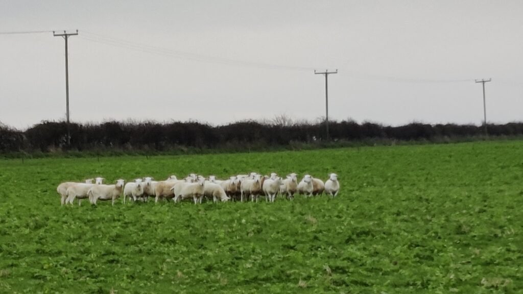 Sheep grazing