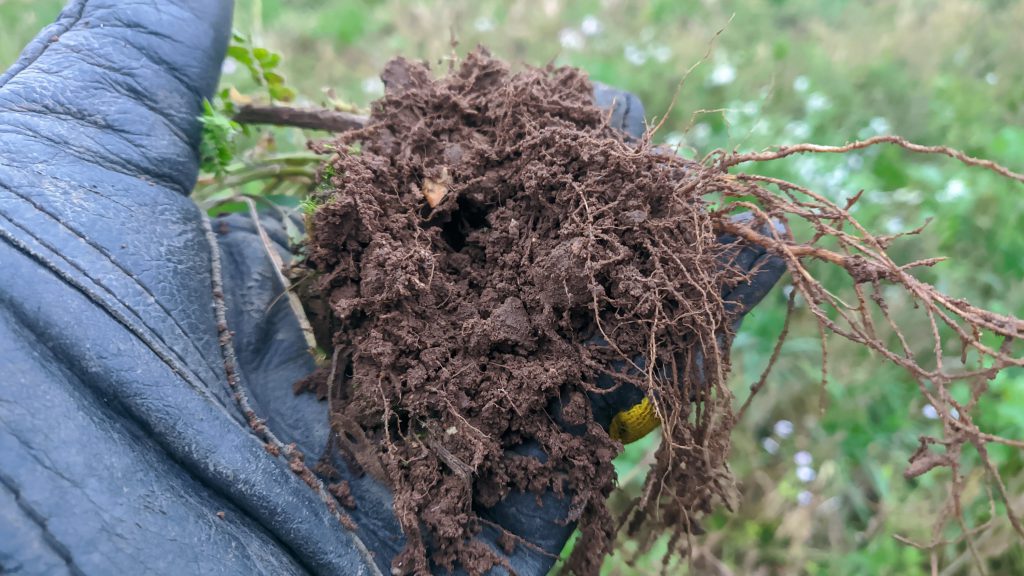 A handful of soil and roots
